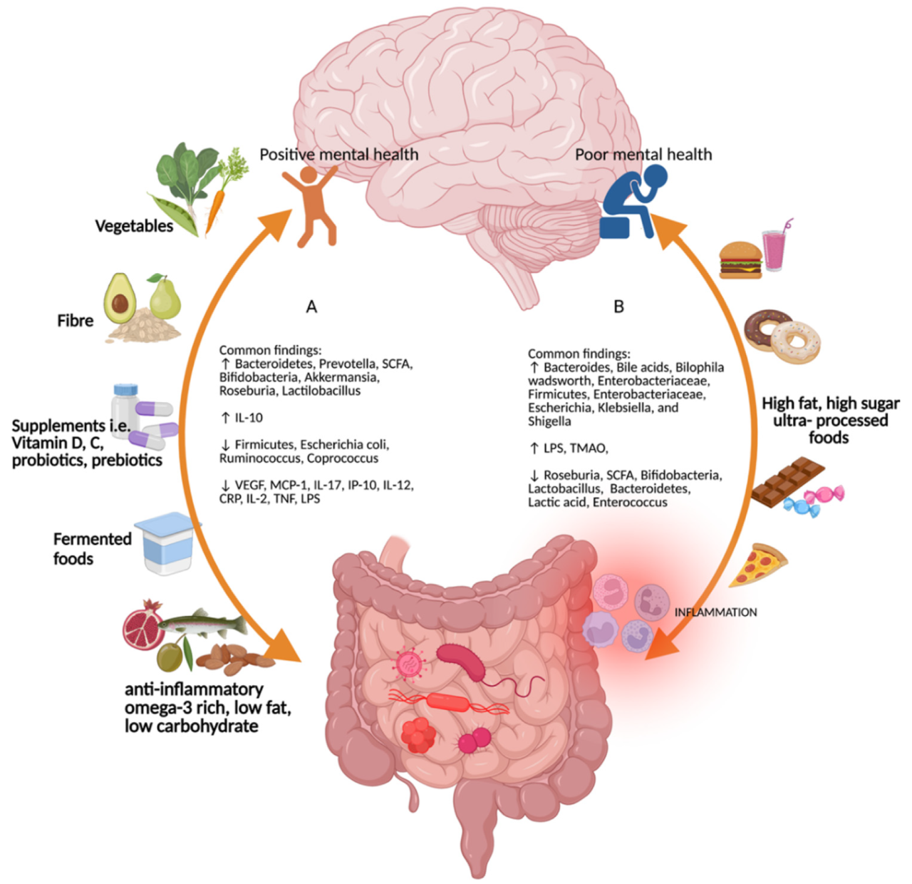 How does gut microbiota impact mental health in 18–25s? - Freeschi How Does Gut Health Affect Mental Health