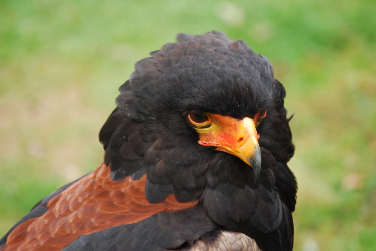 Free Images : wildlife, beak, eagle, predator, fauna, bird of prey ... What Are The Tax Implications Of Investment Income