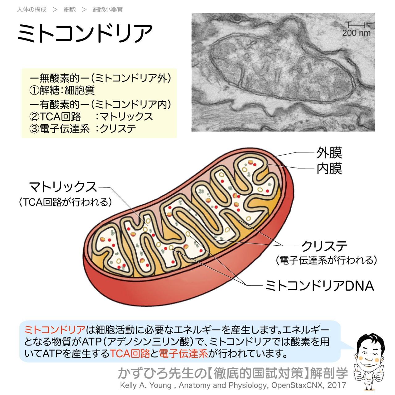 ミトコンドリア わかりやすく説明 | ミトコンドリアの主な機能 – UDMETF What Should First-Time Home Buyers Know Before Buying?
